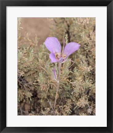 Framed Mariposa Lily Print