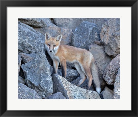 Framed Red Fox Kit I Print