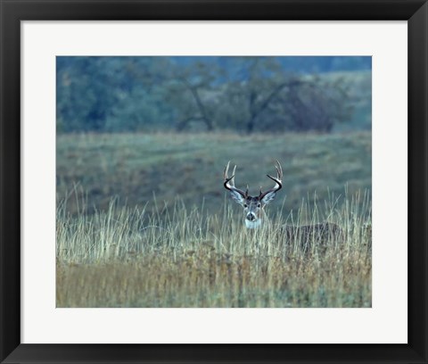 Framed Montana Whitetail Buck Print