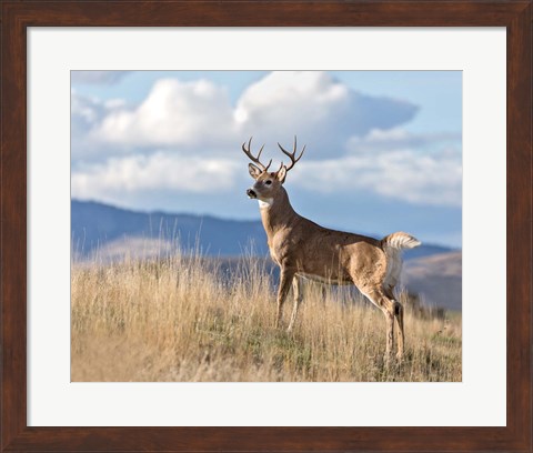 Framed Montana Whitetail Buck II Print