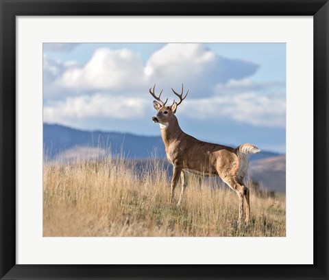 Framed Montana Whitetail Buck II Print