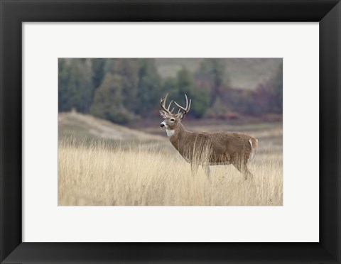 Framed Montana Whitetail Buck III Print