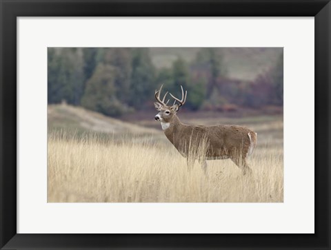 Framed Montana Whitetail Buck III Print