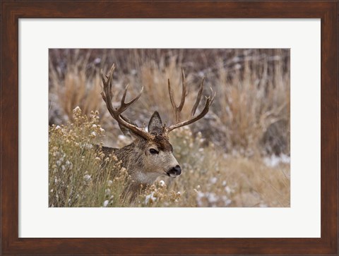 Framed Mule Deer Buck Print