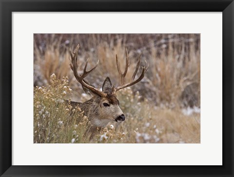 Framed Mule Deer Buck Print