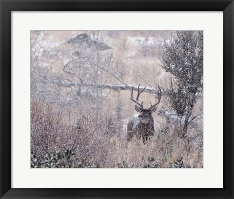 Framed Mule Deer Buck - Steens Mountain Print