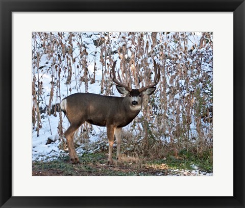 Framed Mule Deer Buck Print