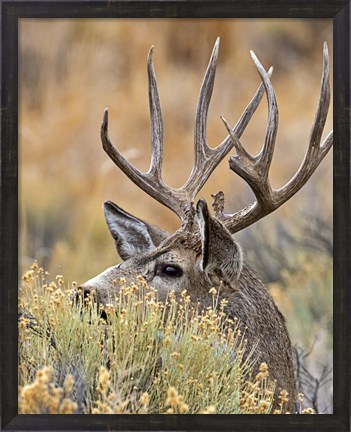 Framed Mule Deer Buck IV Print