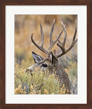 Framed Mule Deer Buck IV Print