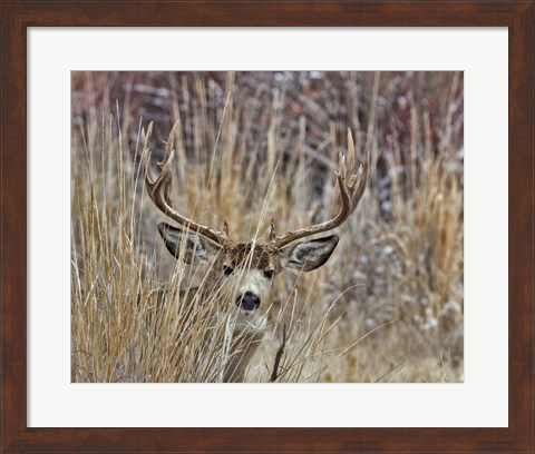 Framed Muley - Malheur II Print