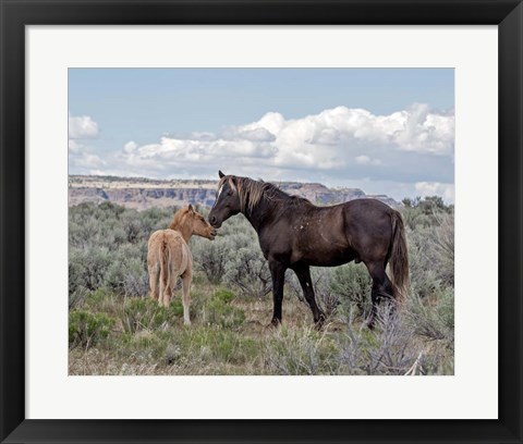 Framed Copper Pennys Foal &amp; Juniper Print