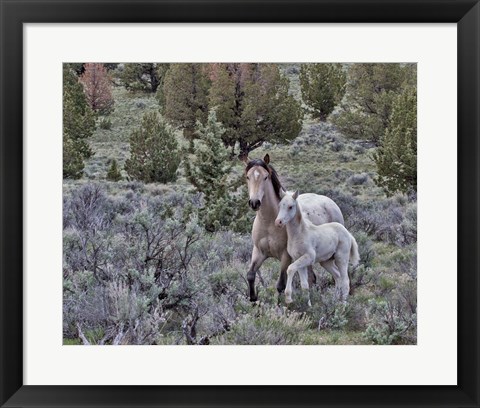 Framed Palomino Mare &amp; Colt Print