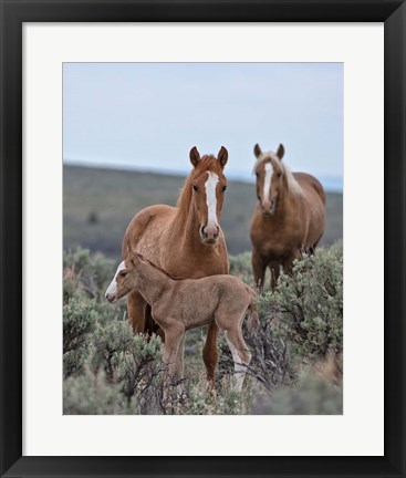 Framed Golden Eagle, Spice &amp; Her Foal Print