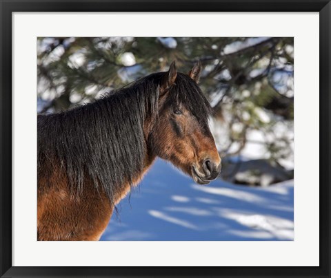 Framed Johnny - Ochoco Stallion Print