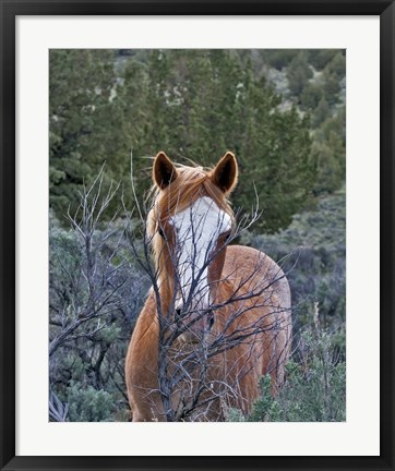 Framed Filly - Palomino Buttes Print