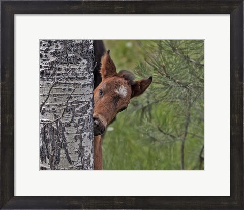 Framed Ochoco Foal - Ochoco Print