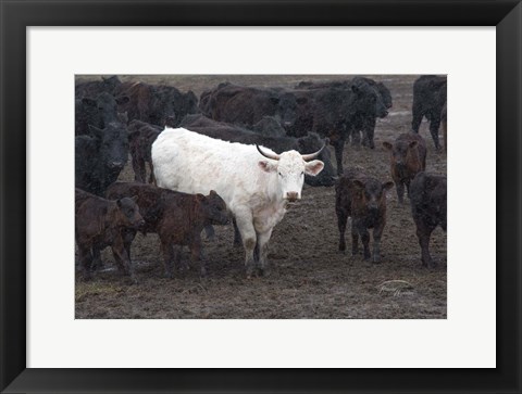 Framed White Steer Print