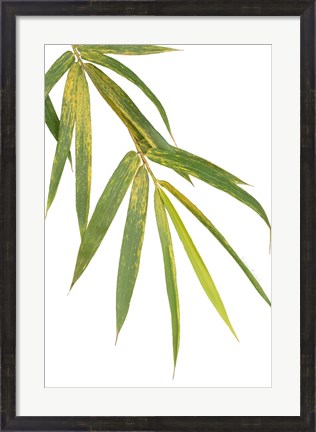 Framed Bamboo Branch Print