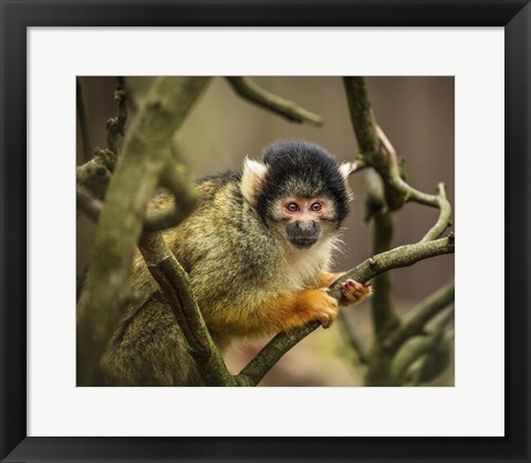 Framed Cute Monkey II Print