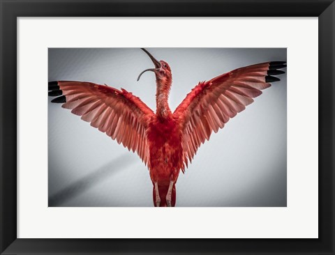 Framed Red Bird VI Print