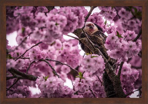 Framed Blossem Tree Monkey Print