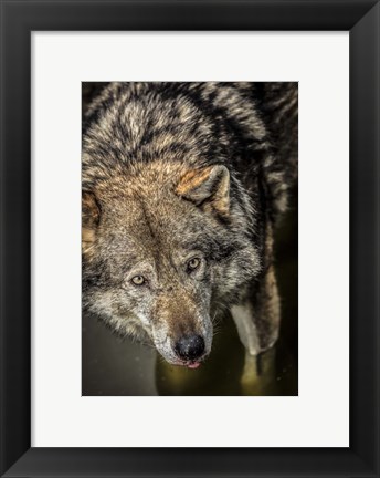 Framed Wolf in the Water Print