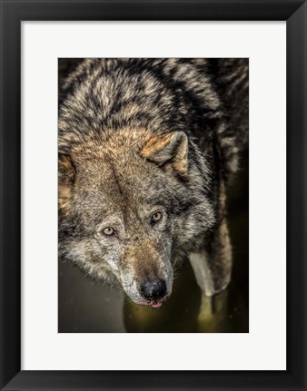 Framed Wolf in the Water Print