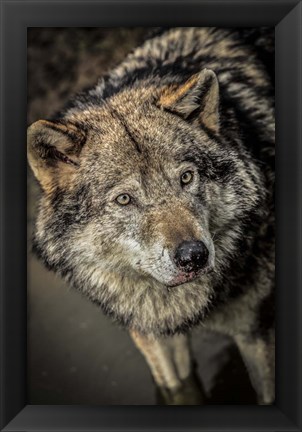 Framed Wolf in the Water II Print