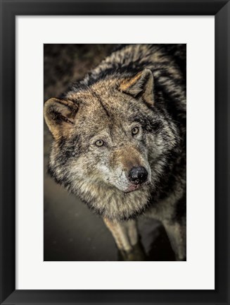 Framed Wolf in the Water II Print