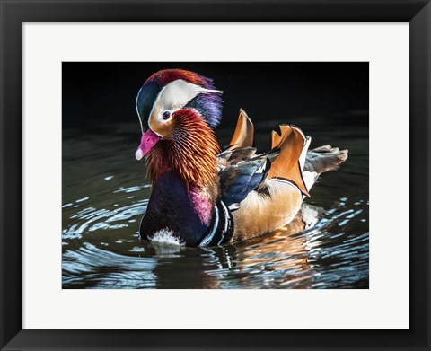 Framed Mandarin Duck Print