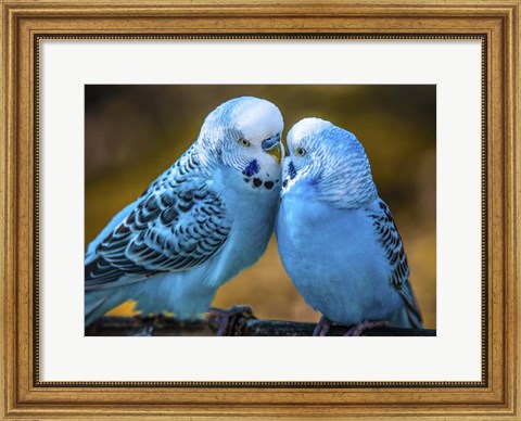 Framed Blue Birds II Print