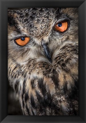 Framed Owl Close Up Print