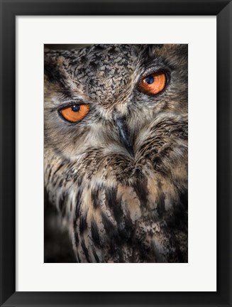 Framed Owl Close Up Print