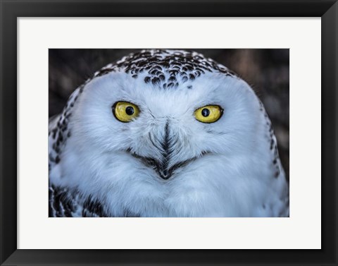 Framed Evil Owl Print