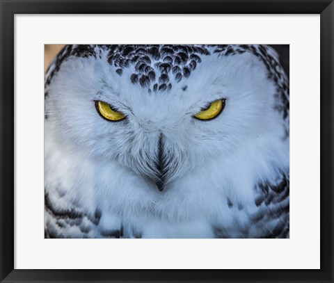 Framed Evil Owl II Print