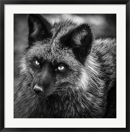Framed Silver Fox Black &amp; White Print