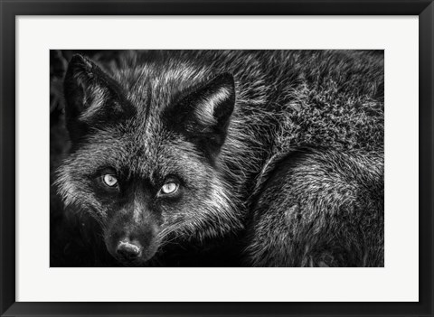 Framed Silver Fox II Black &amp; White Print