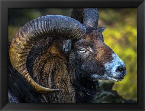 Framed Ram Print