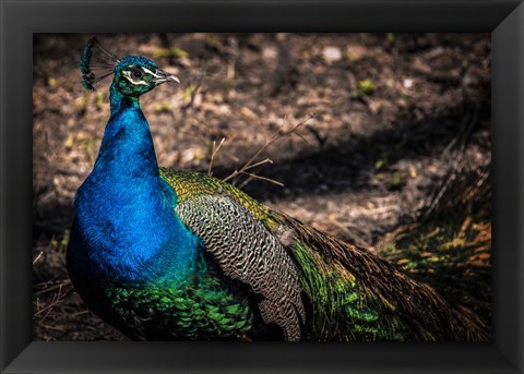 Framed Peacock II Print