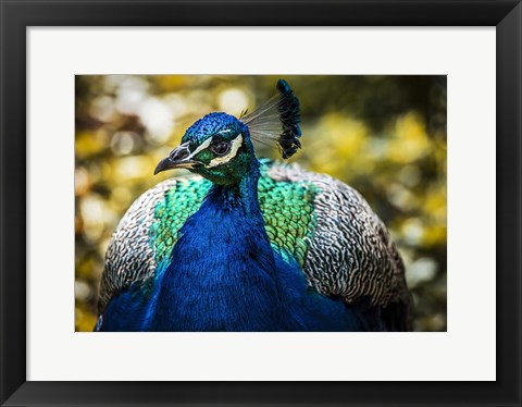 Framed Peacock III Print