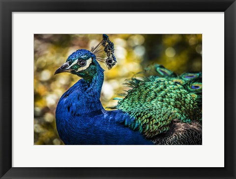 Framed Peacock IV Print