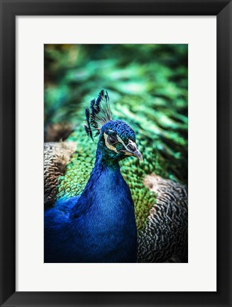 Framed Peacock V Print