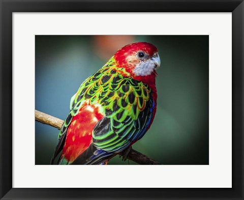 Framed Colorfull Bird Print