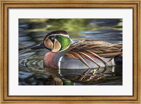 Framed Colorfull Duck Print