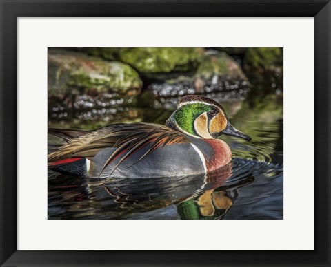 Framed Colorfull Duck II Print