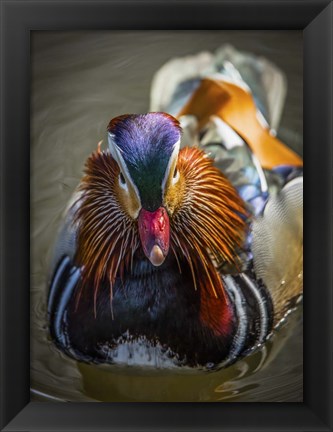 Framed Mandarin Duck II Print