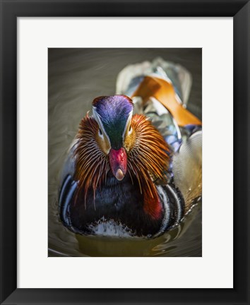 Framed Mandarin Duck II Print