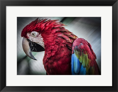 Framed Ara Parrot II Print