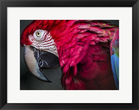 Framed Ara Parrot Close Up II Print