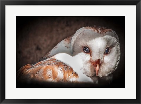 Framed Screech Owl II Print